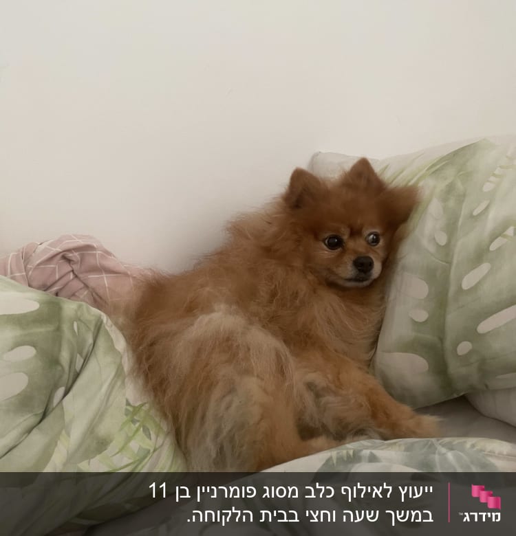 כלב קטן שוכב על כריות
